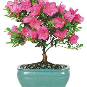 From You Flowers - Pink Azalea Bonsai for Birthday, Anniversary, Get Well, Congratulations, Thank You