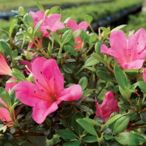 From You Flowers - Pink Azalea Bonsai for Birthday, Anniversary, Get Well, Congratulations, Thank You