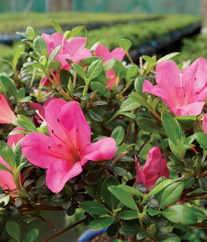 From You Flowers - Pink Azalea Bonsai for Birthday, Anniversary, Get Well, Congratulations, Thank You