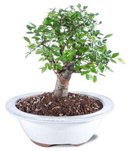 from you flowers - chinese elm potted bonsai plant for birthday, anniversary, get well, congratulations, thank you