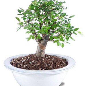 From You Flowers - Chinese Elm Potted Bonsai Plant for Birthday, Anniversary, Get Well, Congratulations, Thank You