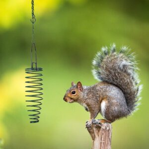 Squirrel Feeder Corn Cob Holder Squirrel Feeder with 35 Inches Extension Chain for Squirrel Bird and Other Backyard Feeding Supplies (1 Pcs)