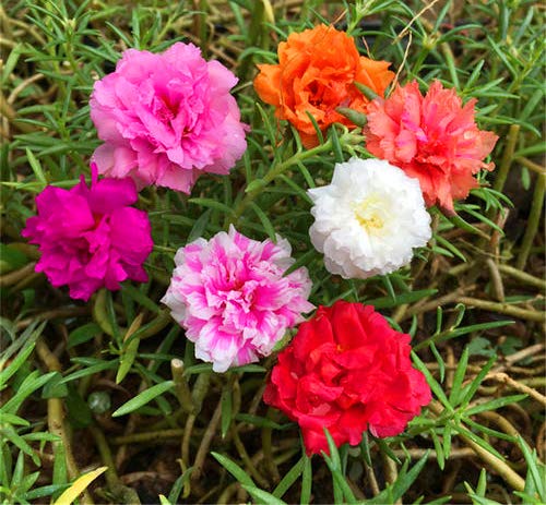 KVITER Mixed Moss Rose Plant Seed Mix - 1000 Seeds ‘Portulaca Grandiflora’ Flowers for Bonsai Garden Balcony Planting