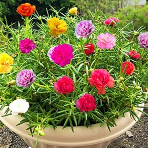 KVITER Mixed Moss Rose Plant Seed Mix - 1000 Seeds ‘Portulaca Grandiflora’ Flowers for Bonsai Garden Balcony Planting