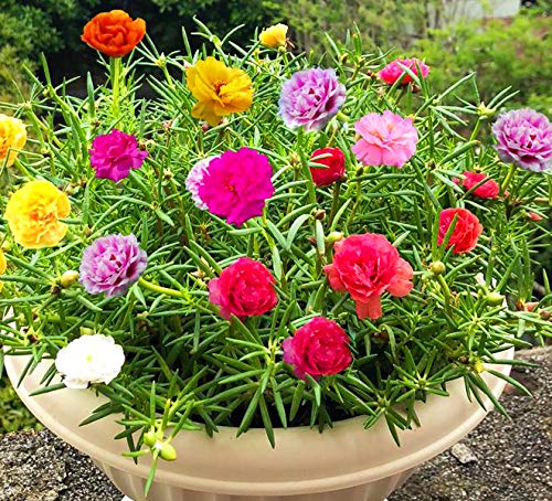 KVITER Mixed Moss Rose Plant Seed Mix - 1000 Seeds ‘Portulaca Grandiflora’ Flowers for Bonsai Garden Balcony Planting