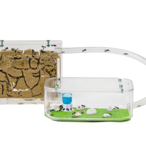 AntHouse - Natural Sand Ant Hill- Basic Kit | Sandwich (4.72 x 3.94 x 0.39 in) + Forage Box (7.09x 3.94 x 1.97 in) | Ant Farm