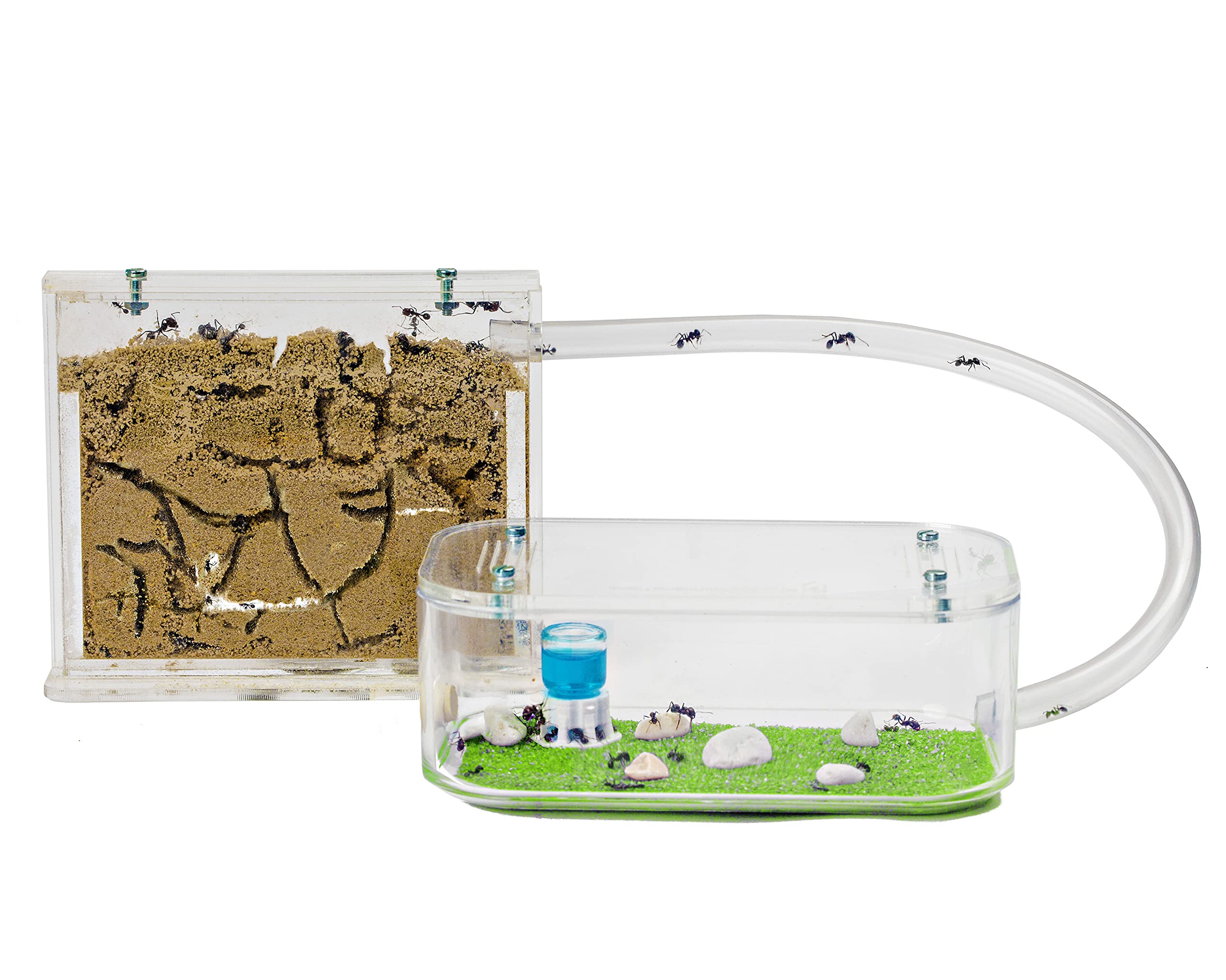 AntHouse - Natural Sand Ant Hill- Basic Kit | Sandwich (4.72 x 3.94 x 0.39 in) + Forage Box (7.09x 3.94 x 1.97 in) | Ant Farm