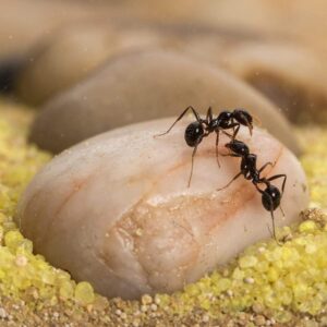 AntHouse - Natural Sand Ant Hill- Basic Kit | Sandwich (4.72 x 3.94 x 0.39 in) + Forage Box (7.09x 3.94 x 1.97 in) | Ant Farm