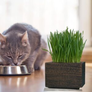 Cali Kiwi Pros Best Value Organic Cat Grass Growing Kit, Seed and Soil for 4 Plantings. Cat Toy Gift to Cats as Well as Hairball Remedy. (Wicker Brown)