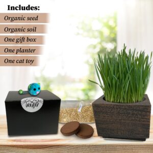 Cali Kiwi Pros Best Value Organic Cat Grass Growing Kit, Seed and Soil for 4 Plantings. Cat Toy Gift to Cats as Well as Hairball Remedy. (Wicker Brown)