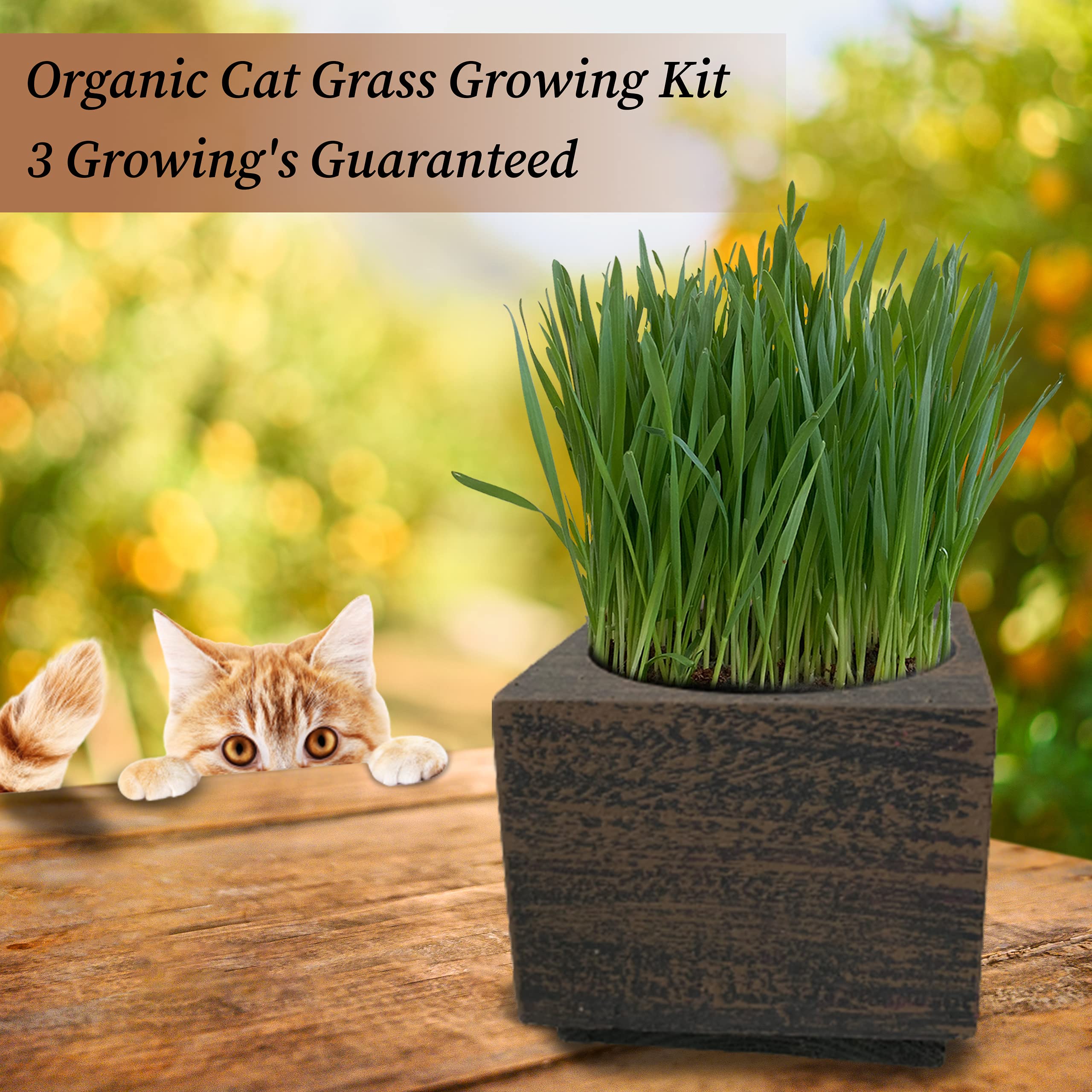 Cali Kiwi Pros Best Value Organic Cat Grass Growing Kit, Seed and Soil for 4 Plantings. Cat Toy Gift to Cats as Well as Hairball Remedy. (Wicker Brown)