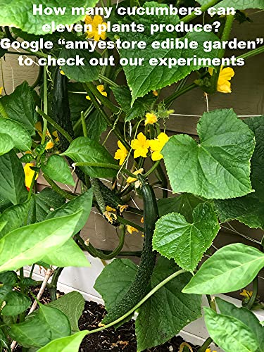 For 2024!Cucumber Seeds for Planting Vegetables and Fruits-Asian Suyo Long Cucumber Plant Seeds,Burpless Non GMO Garden Seeds Vegetable Seeds,Chinese Cucumber Seeds-11ct Veggie Seeds China Long Hybrid