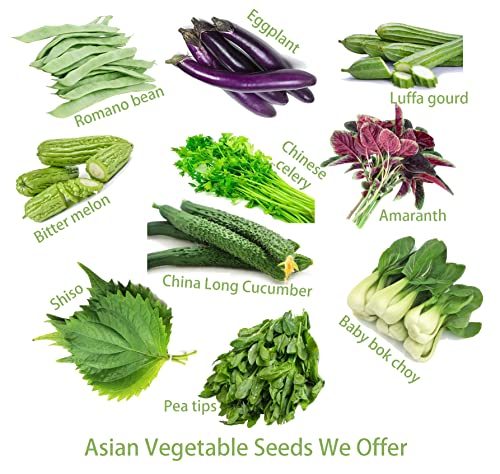 For 2024!Cucumber Seeds for Planting Vegetables and Fruits-Asian Suyo Long Cucumber Plant Seeds,Burpless Non GMO Garden Seeds Vegetable Seeds,Chinese Cucumber Seeds-11ct Veggie Seeds China Long Hybrid