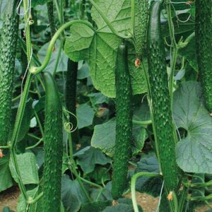 For 2024!Cucumber Seeds for Planting Vegetables and Fruits-Asian Suyo Long Cucumber Plant Seeds,Burpless Non GMO Garden Seeds Vegetable Seeds,Chinese Cucumber Seeds-11ct Veggie Seeds China Long Hybrid