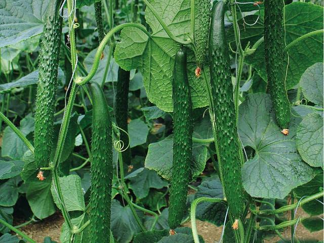 For 2024!Cucumber Seeds for Planting Vegetables and Fruits-Asian Suyo Long Cucumber Plant Seeds,Burpless Non GMO Garden Seeds Vegetable Seeds,Chinese Cucumber Seeds-11ct Veggie Seeds China Long Hybrid