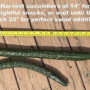 For 2024!Cucumber Seeds for Planting Vegetables and Fruits-Asian Suyo Long Cucumber Plant Seeds,Burpless Non GMO Garden Seeds Vegetable Seeds,Chinese Cucumber Seeds-11ct Veggie Seeds China Long Hybrid