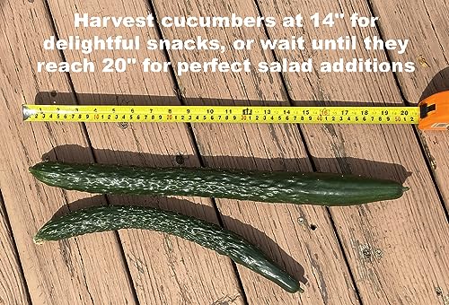 For 2024!Cucumber Seeds for Planting Vegetables and Fruits-Asian Suyo Long Cucumber Plant Seeds,Burpless Non GMO Garden Seeds Vegetable Seeds,Chinese Cucumber Seeds-11ct Veggie Seeds China Long Hybrid