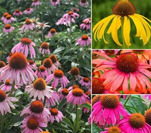 100+ mix double coneflower seeds echinacea flower perennial bloom flowers