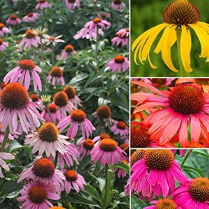 100+ Mix Double Coneflower Seeds Echinacea Flower Perennial Bloom Flowers