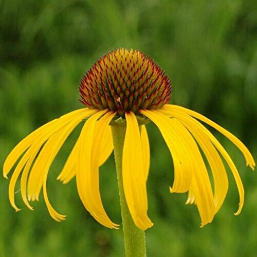 100+ Mix Double Coneflower Seeds Echinacea Flower Perennial Bloom Flowers