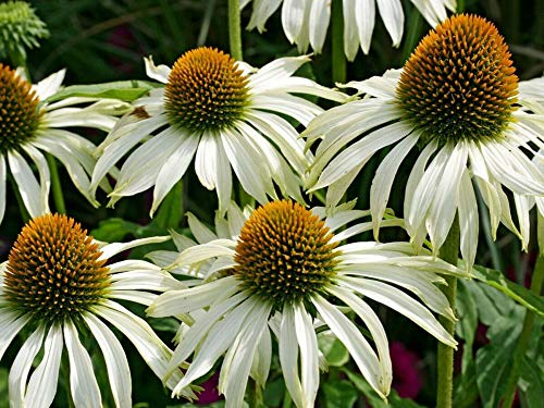 100+ Mix Double Coneflower Seeds Echinacea Flower Perennial Bloom Flowers