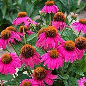 100+ Mix Double Coneflower Seeds Echinacea Flower Perennial Bloom Flowers