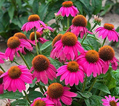 100+ Mix Double Coneflower Seeds Echinacea Flower Perennial Bloom Flowers