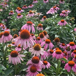 100+ Mix Double Coneflower Seeds Echinacea Flower Perennial Bloom Flowers