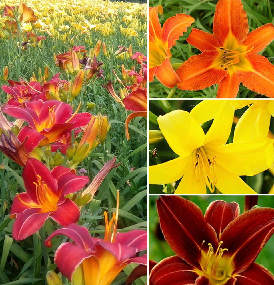 50+ Mixed Hemerocallis Hybrida Daylily Flowers Seeds Perennial Garden Plant Blooming