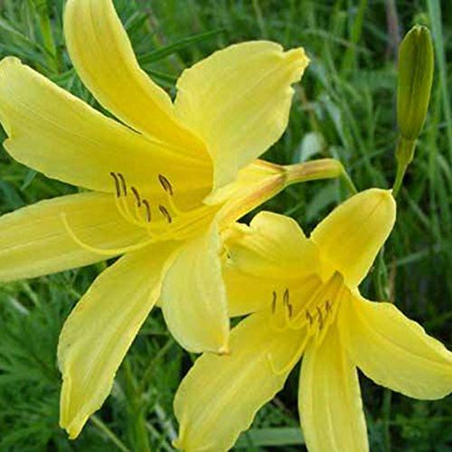 50+ Mixed Hemerocallis Hybrida Daylily Flowers Seeds Perennial Garden Plant Blooming