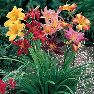 50+ Mixed Hemerocallis Hybrida Daylily Flowers Seeds Perennial Garden Plant Blooming