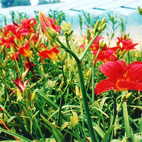 50+ Mixed Hemerocallis Hybrida Daylily Flowers Seeds Perennial Garden Plant Blooming