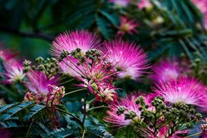 20+ pink albizia julibrissin tree flowers seeds acacia mimosa home bonsai