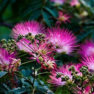 20+ Pink Albizia Julibrissin Tree Flowers Seeds Acacia Mimosa Home Bonsai