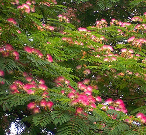 20+ Pink Albizia Julibrissin Tree Flowers Seeds Acacia Mimosa Home Bonsai