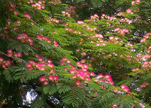 20+ Pink Albizia Julibrissin Tree Flowers Seeds Acacia Mimosa Home Bonsai