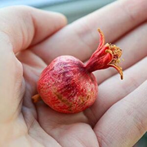 Dwarf Pomegranate Bonsai Seeds - 25 Seeds to Grow - Highly Prized Edible Fruit Bonsai - Made in USA, Ships from Iowa