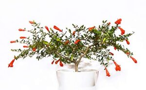 dwarf pomegranate bonsai seeds - 25 seeds to grow - highly prized edible fruit bonsai - made in usa, ships from iowa