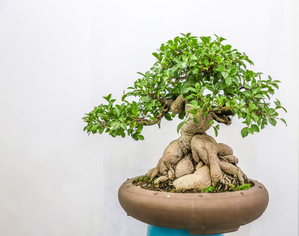 Ficus Bonsai Tree Seeds to Grow - 25+ Seeds - Made in USA