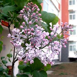 50+ Mixed Lilac Tree Seeds Fragrant Flowers Flower Perennial Bush Bonsai Plants