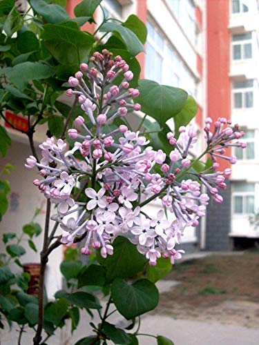 50+ Mixed Lilac Tree Seeds Fragrant Flowers Flower Perennial Bush Bonsai Plants