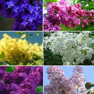 50+ Mixed Lilac Tree Seeds Fragrant Flowers Flower Perennial Bush Bonsai Plants