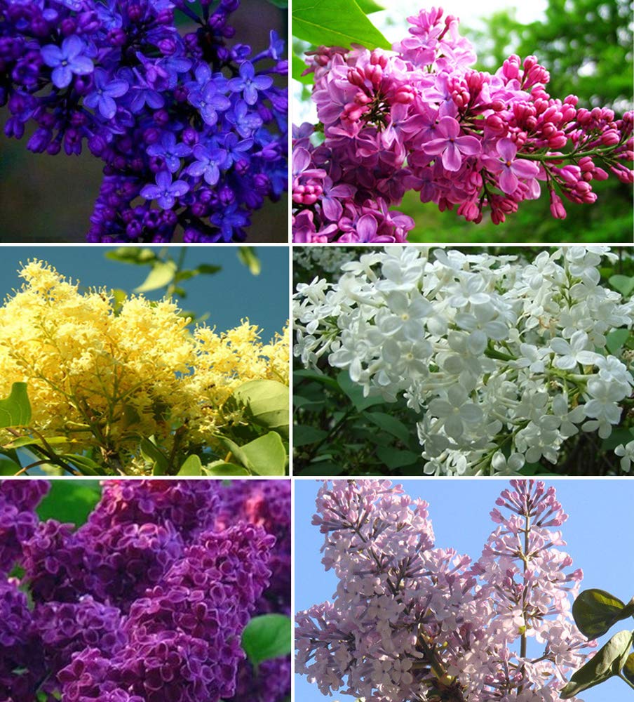 50+ Mixed Lilac Tree Seeds Fragrant Flowers Flower Perennial Bush Bonsai Plants