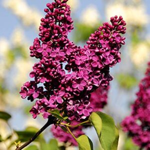 50+ Mixed Lilac Tree Seeds Fragrant Flowers Flower Perennial Bush Bonsai Plants