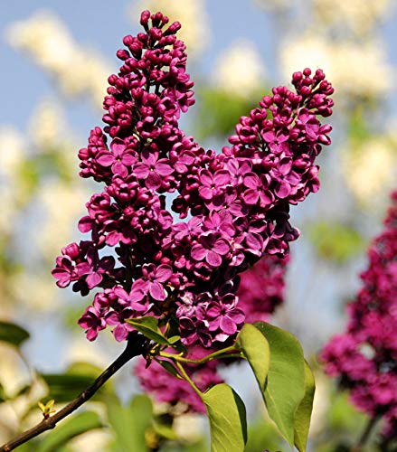 50+ Mixed Lilac Tree Seeds Fragrant Flowers Flower Perennial Bush Bonsai Plants