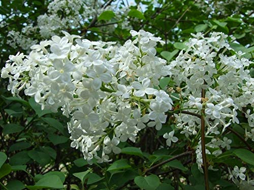 50+ Mixed Lilac Tree Seeds Fragrant Flowers Flower Perennial Bush Bonsai Plants