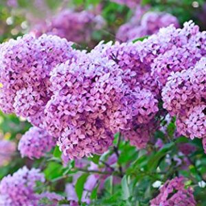 50+ Mixed Lilac Tree Seeds Fragrant Flowers Flower Perennial Bush Bonsai Plants