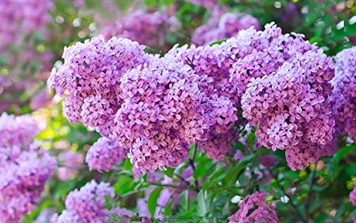 50+ Mixed Lilac Tree Seeds Fragrant Flowers Flower Perennial Bush Bonsai Plants