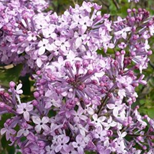 50+ Mixed Lilac Tree Seeds Fragrant Flowers Flower Perennial Bush Bonsai Plants