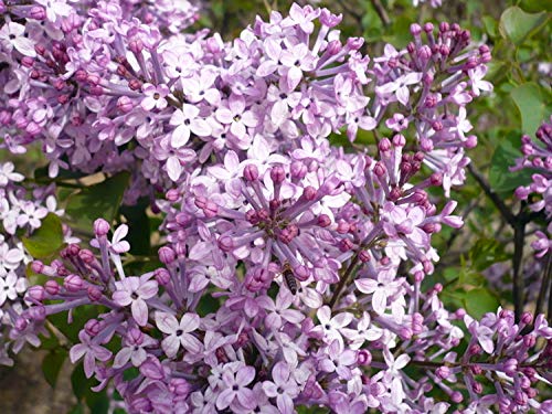 50+ Mixed Lilac Tree Seeds Fragrant Flowers Flower Perennial Bush Bonsai Plants